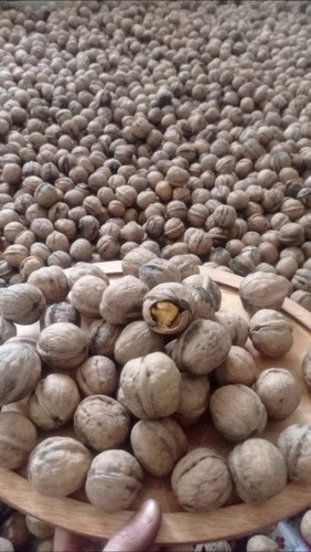 خرید گردو پوست کاغذی تویسرکان اعلا یک کیلویی پرچرب امسالی با قیمت عالی