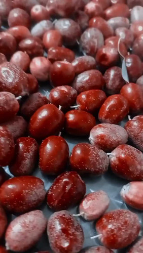 خرید سنجد تازه ارگانیک مناسب آسیاب و تازه خوری با قیمت مناسب | ارسال فوری