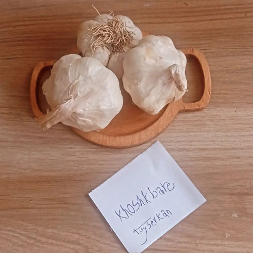 خرید سیر خشک تند همدان یک کیلویی دستچین و اعلا با قیمت مناسب | ارسال فوری