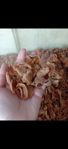 خرید برگه زردآلو ارگانیک یک کیلویی امسالی سایه خشک لوکس با قیمت عالی | ارسال فوری