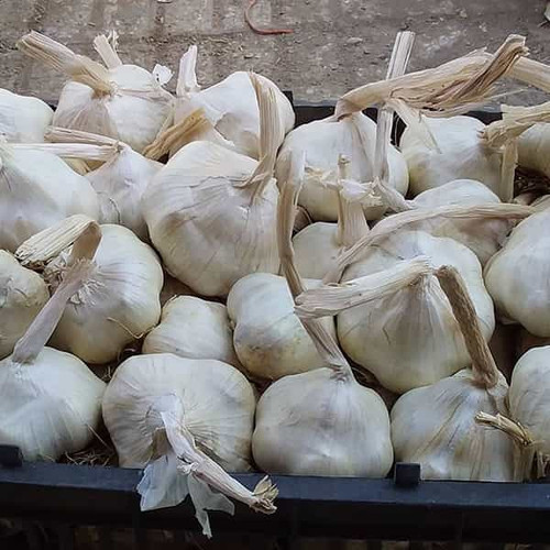 سیر خشک همدان یک کیلویی اعلا صددرصد خشک امسالی با گارانتی کیفیت