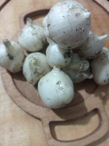 موسیر کوهی تازه الوند همدان | دستچین اعلا