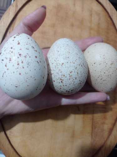 تخم بوقلمون محلی تازه بدون نطفه | ارسال فوری