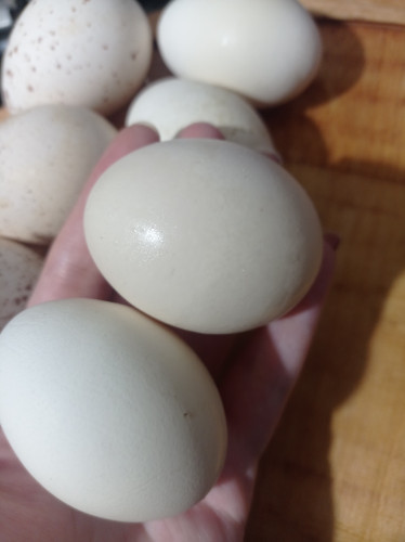 تخم مرغ محلی تازه تویسرکان | بستهبندی بهداشتی