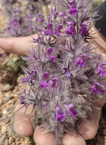 چای کوهی اعلا ارسال فوری بسیار تاره