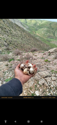 موسیر تند و تازه الوند همدان ارسال فوری